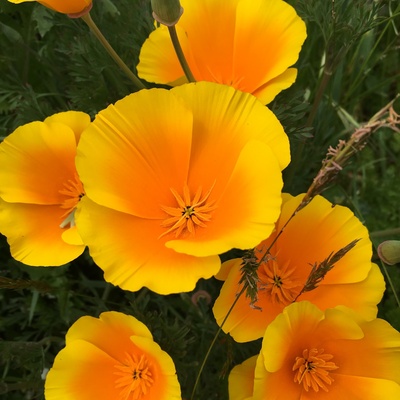 nationalparks@sfba.social
