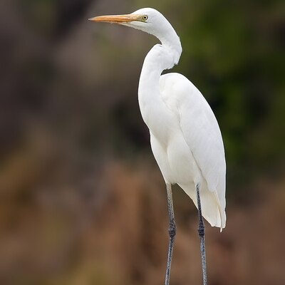 egret@tenforward.social