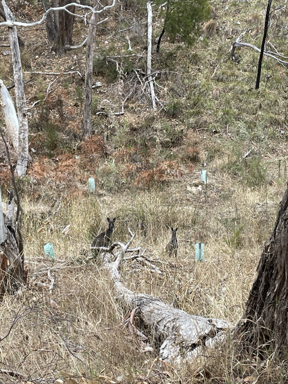 Some wallabies