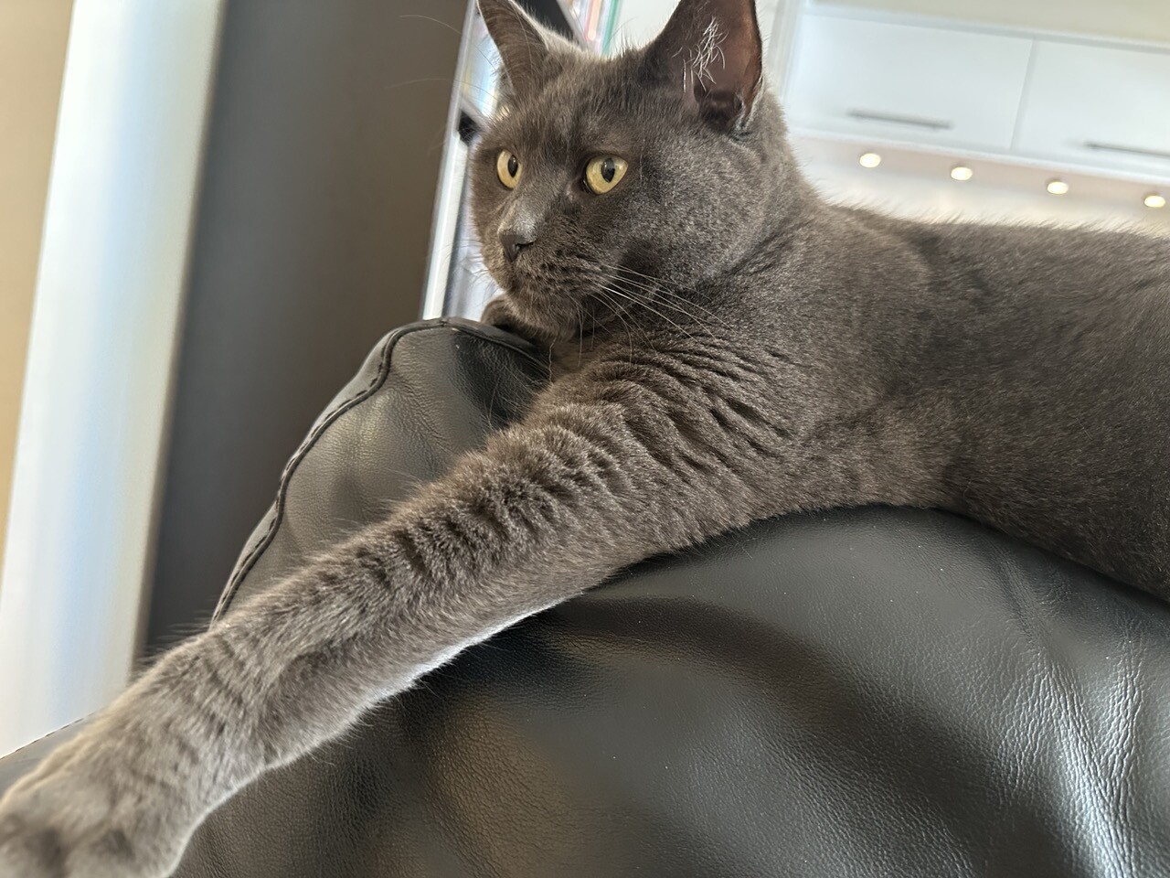 Grey cat with yellow eyes lounging on the back of a sofa, with one of her arms extended 
