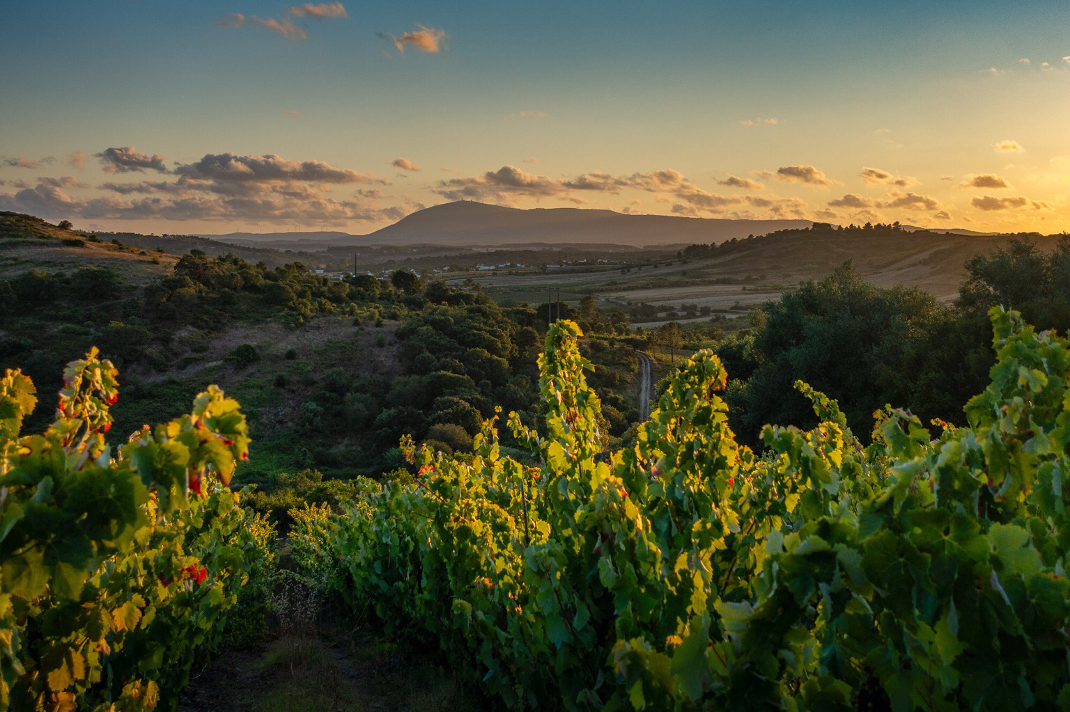 Looking out towards Montejunto from a hillside vineyard as the last rays of the sun hit the vines