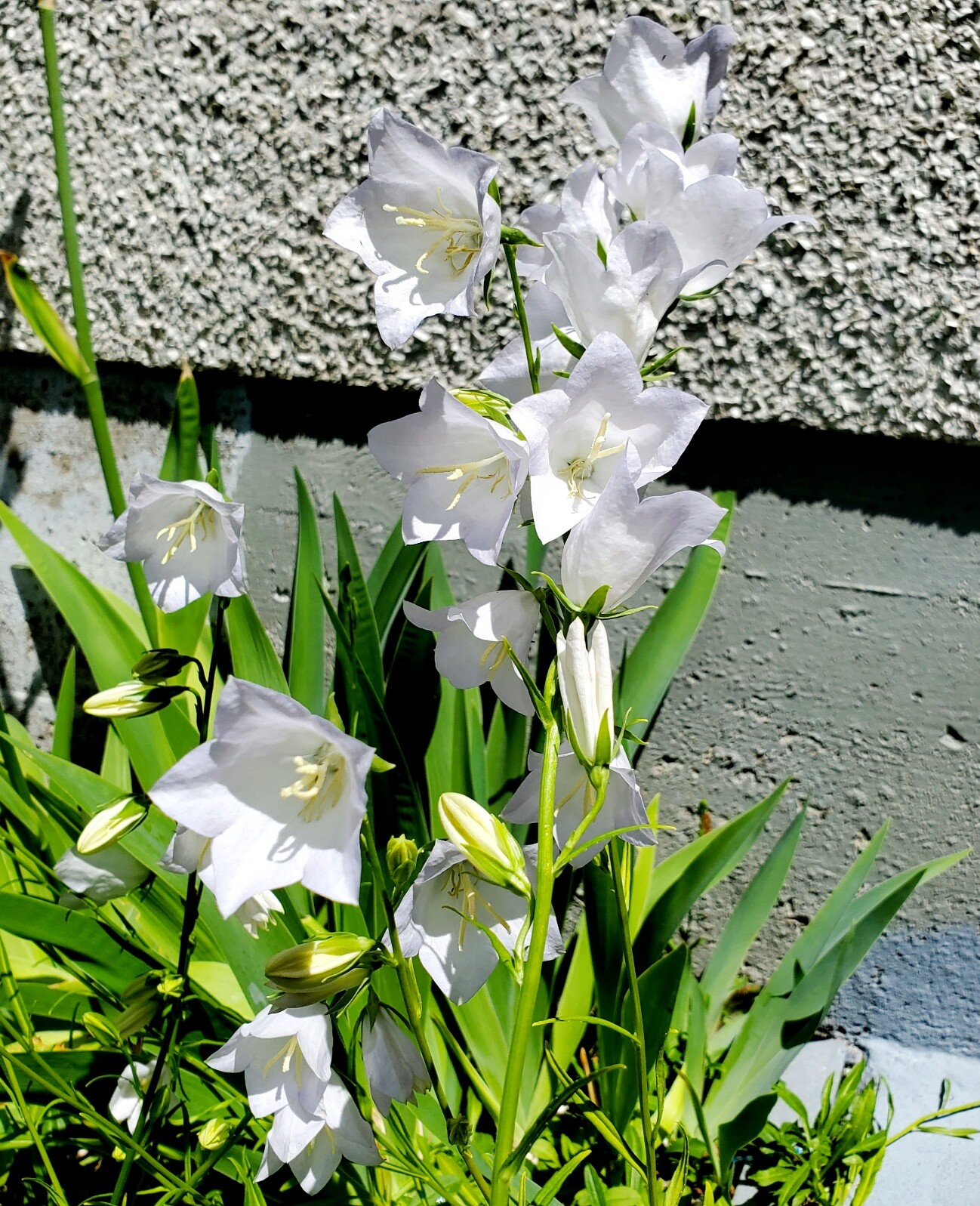 White bellflowers