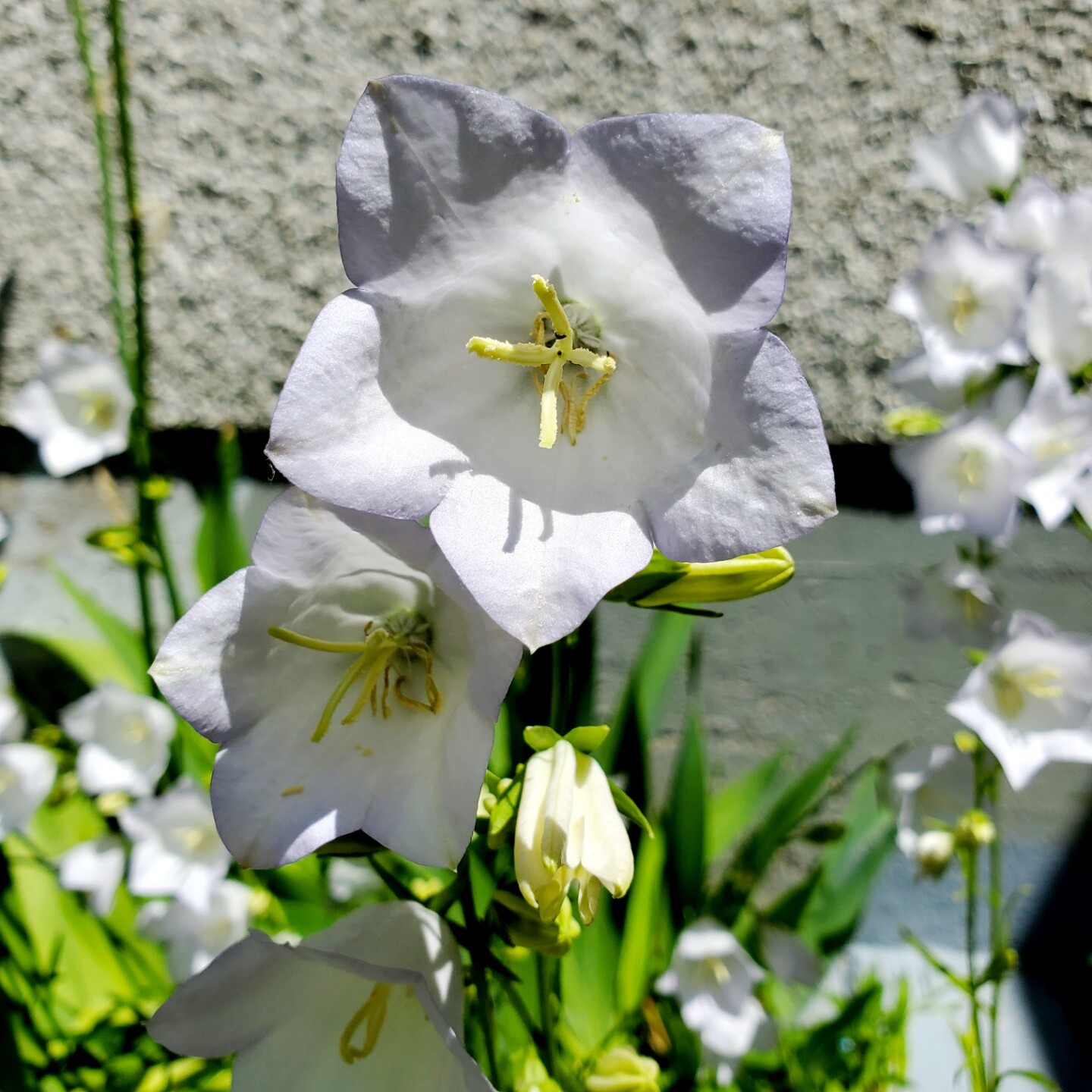 Close up of white bellflowers