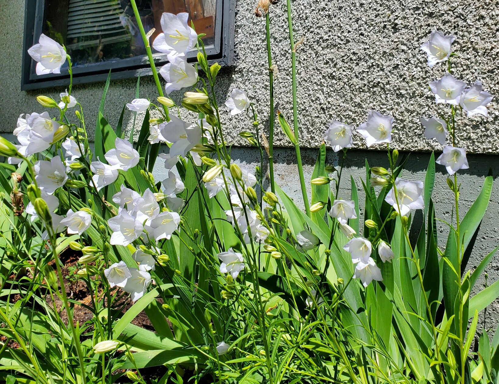 Garden bed with lots of white bellflowers.