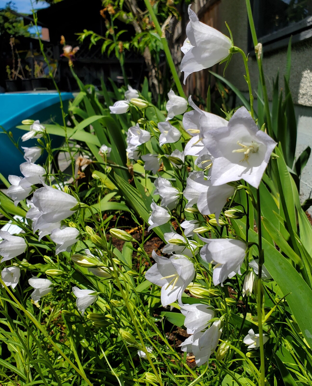 Side view. Garden bed with lots of white bellflowers.