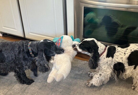Two English Cocker Spaniel, in their kitchen, playing tug of war over a stuffed lamb chop.  